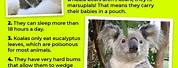 Koala Bear Facts for Kids