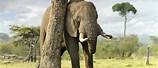 Largest Elephant Tree