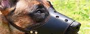 Leather White Muzzle for Dogs