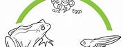 Life Cycle of a Frog for Kids Free Printable
