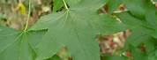 Liquidambar Styraciflua Seedling Leaf
