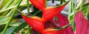 Lobster Claw Heliconia Flower