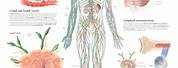 Lymphatic System Anatomy and Physiology