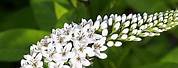 Lysimachia White Flowers