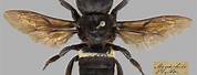 Megachile Pluto Bee