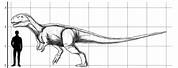 Metriacanthosaurus Size