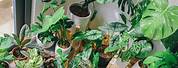 Most Popular Indoor Tropical Plants