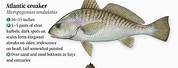 North Carolina Saltwater Fish Chart