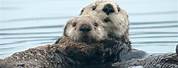 Otter and Seal Animal Fur