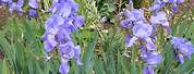 Pallida Iris Garden