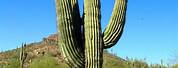 Pic of Cactus Plant in Desert