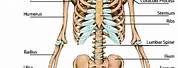 Pictures of Human Skeleton Bones