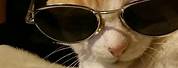 Profile Pic Cat with Shades
