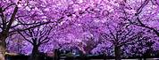 Purple Blossom Tree Aesthetic