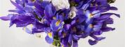 Purple Iris Flower Arrangements