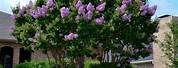 Purple Velvet Crape Myrtle Trees