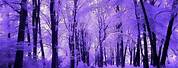 Purple Wallpaper for Laptop Tree Aesthetic