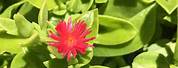 Red Apple Ice Plant Ground Cover