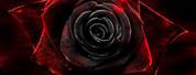 Red and Black Rose Wallpaper Just Breathe