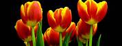 Red and Yellow Tulips