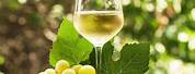 Riesling White Wine Grapes