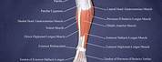 Right Anterior Lower Leg