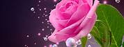 Rose Flower Pink Color