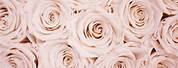 Rose Gold Flowers Desktop Wallpaper