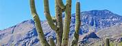 Saguaro Cactus Tucson Arizona