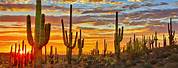 Saguaro Cactus Tucson Desktop Wallpaper