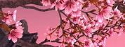 Sakura Tree Cell Phone Wallpaper