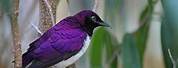 Show Me a Picture of a Purple Bird