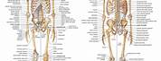 Skeletal System 206 Bones