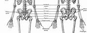 Skeleton Anatomy Line Art