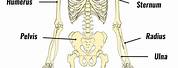 Skeleton with Bones Labeled