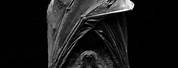 Sleeping Bat Black Background