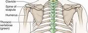Spinal Column Posterior View