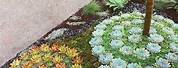 Succulent Front Yard Landscaping