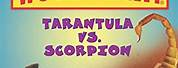 Tarantula vs Scorpion Who Would Win