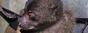 The Picture of the Monkey Faced Bat in the Solomon Islands