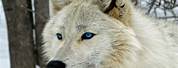 Timber Wolf with Blue Eyes