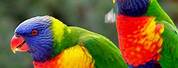 Tropical Exotic Beautiful Birds