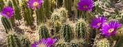 Types of Cactus Plants Arizona