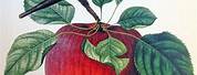 Vintage Botanical Apple Illustration