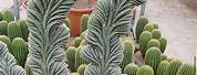 Weird Shape Cactus