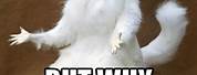 White Cat Why Meme