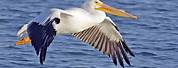 White Pelican Photos for Free
