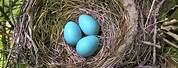 iPhone Shelf Easter Robin Eggs Nest