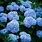 Hydrangea Macrophylla Blue