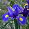 Iris × Hollandica